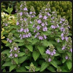 Сад - огород