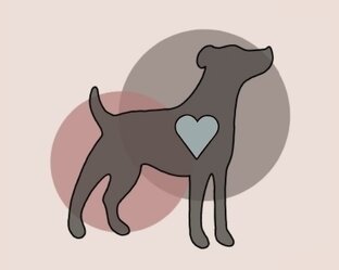 Готовы к дому 🐾