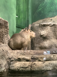 Комедии и абсурд