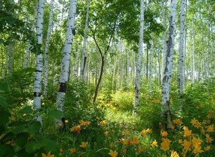 Природа России