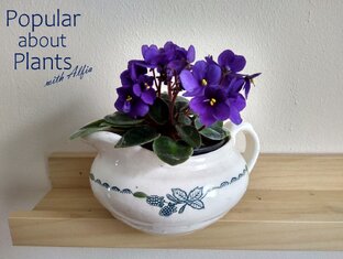 Комнатные растения