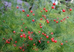 Многолетние растения и декоративные кустарники