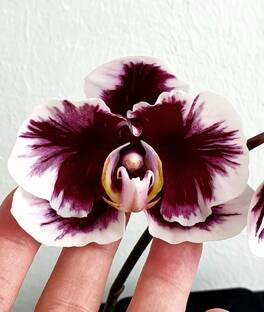 Фаленопсисы