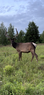 Дикая природа