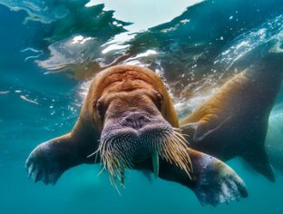 Интересное про север