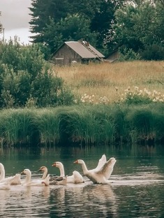 Деревенские истории о любви и жизни. 
