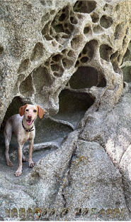 Милые животные 