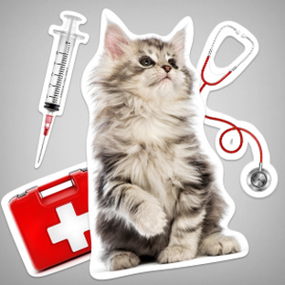 Здоровье питомцев