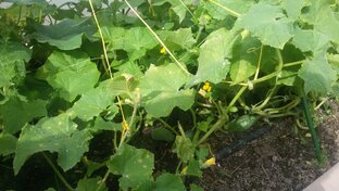 Выращиваем огурцы