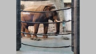 В зоопарках