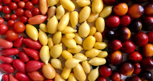 Тестируем семена