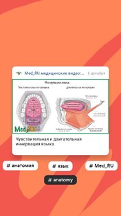 Анатомия