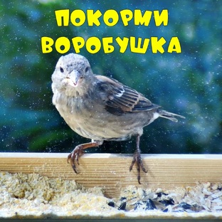 Покорми воробушка