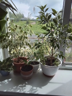 Жители подоконника