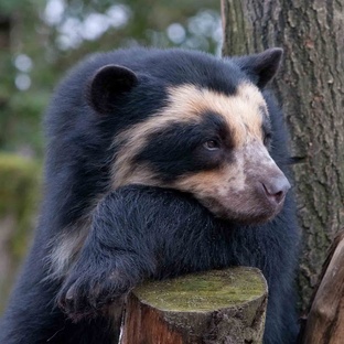 Медведь очковый: тайны самого загадочного хищника Анд