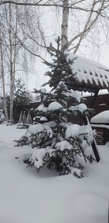 Хвойные посадки