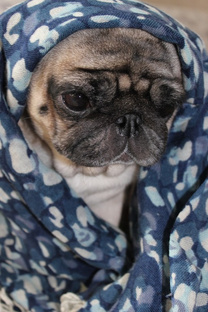 Кэрри , мопс часть моей жизни❤️