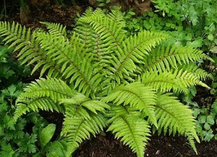 Садовые декоративные растения от А до Я