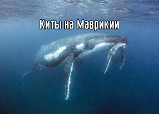 Киты Маврикия