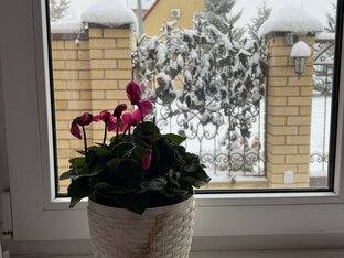 Комнатные растения