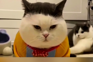 Невероятные кошачьи окрасы