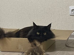 Любимый кот