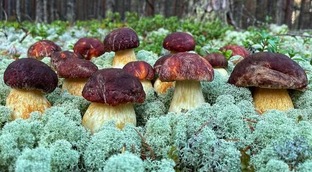 Грибалка или тихая охота! 