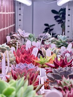 Уход за суккулентами 