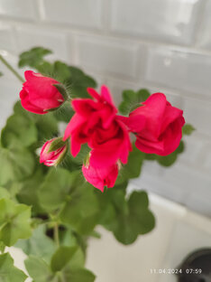 Пеларгонии