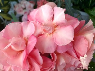 Красивоцветущие