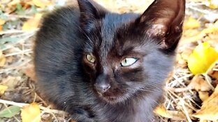 О котиках и кошечках и не только
