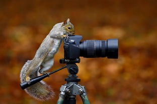 Фотоохота