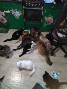 Кошки