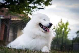 Геральт - ведьмак самоед) 