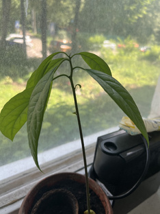Растениеводство🌱