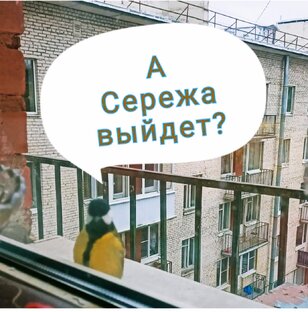 Живность