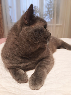 Рассказы про Кота Кузю