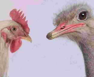 Птичий двор