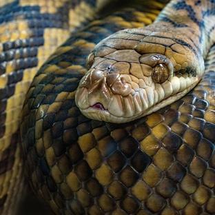 Питоны: тайны гигантов без яда