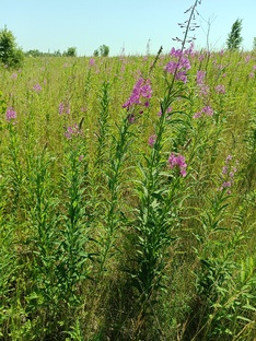 Лекарственные растения