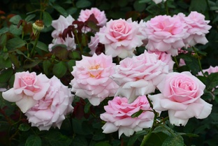 Непрерывно цветущие розы.