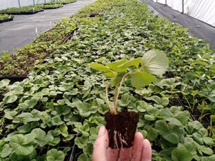 Клубника - уход