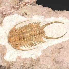 Окаменелости