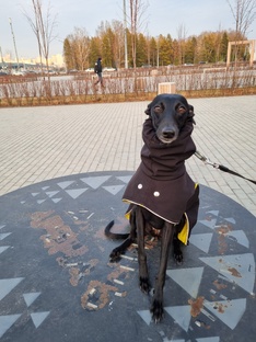 Выставки собак