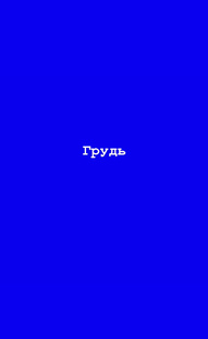 Грудь