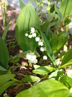 Натурэээль