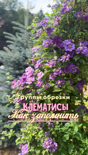 Клематисы