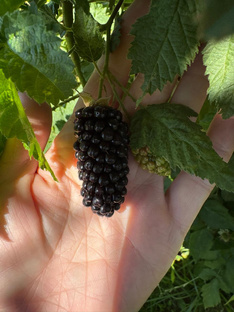 Плодовые деревья и кустарники моего сада