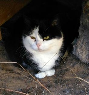 Про котиков и коньяк