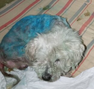 Бусик (Уже дома! 4.12.25)